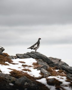 Male ptarmigan bird in profile, standing on a partly snow covered rocky hill, against a grey sky